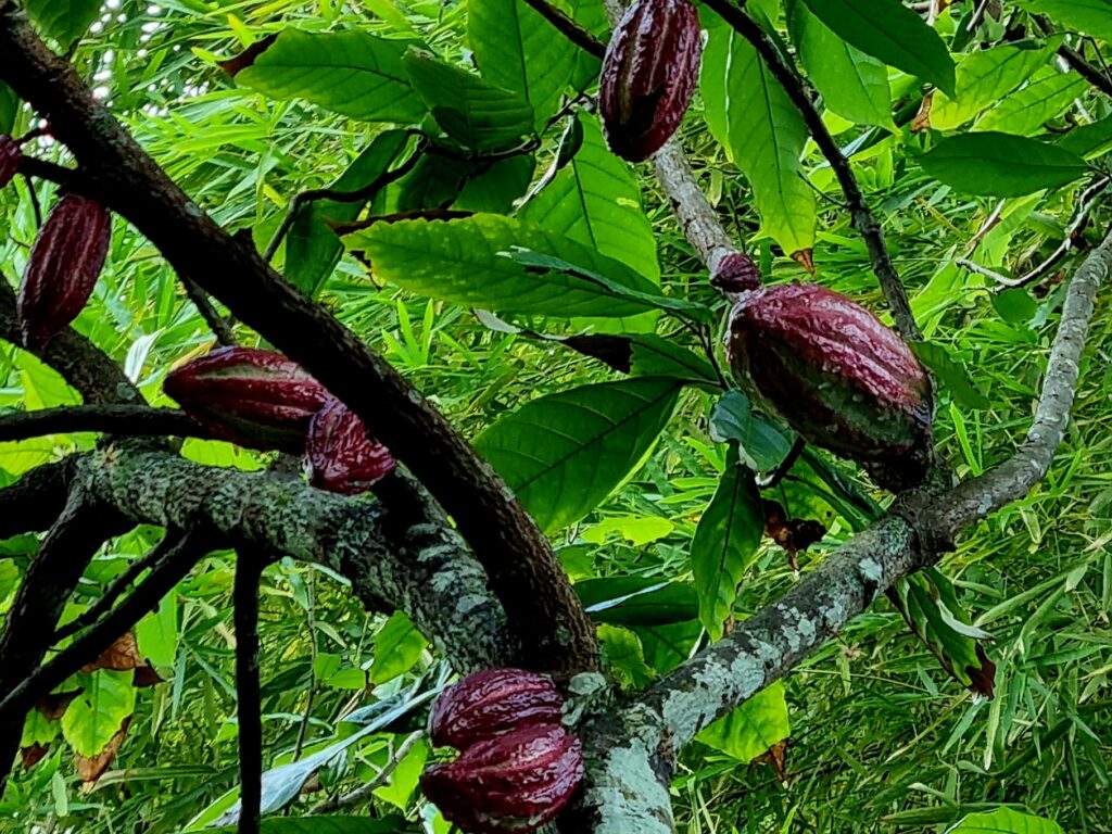kuba-oriente-baracoa-kakao