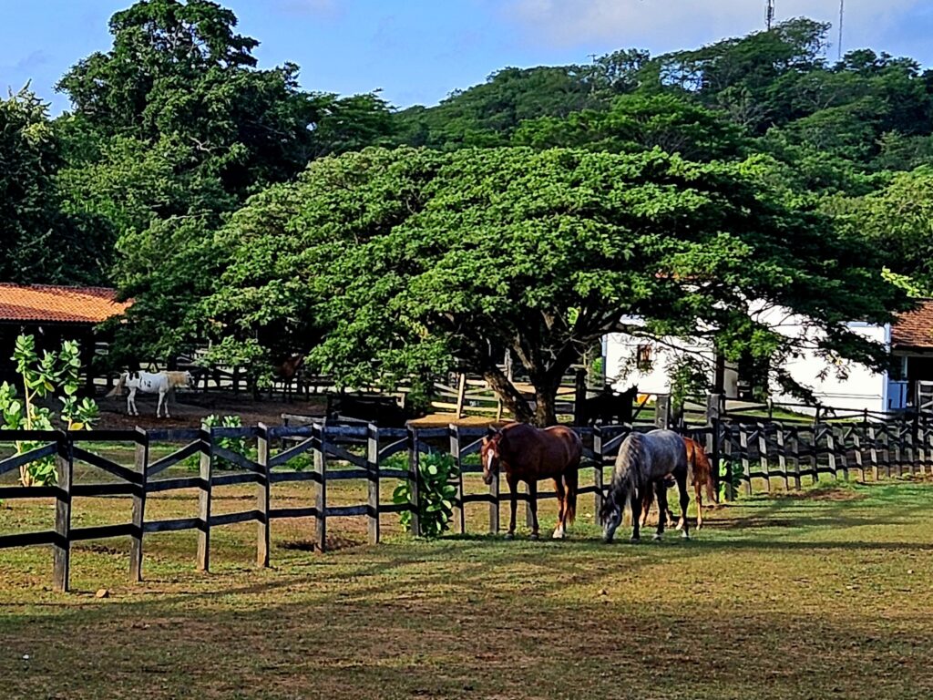 Stadnina koni na Rancho Santana.