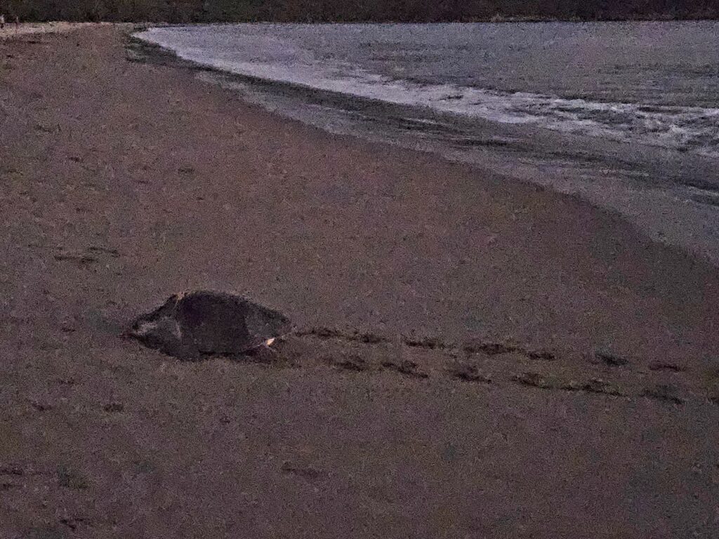 Obserwacja żółwi morskich składających jaja w La Flor.