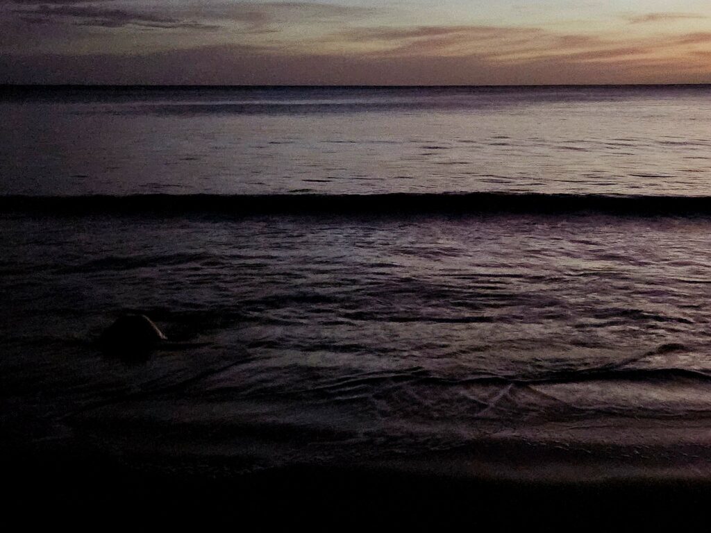 Obserwacja żółwi morskich składających jaja w La Flor.