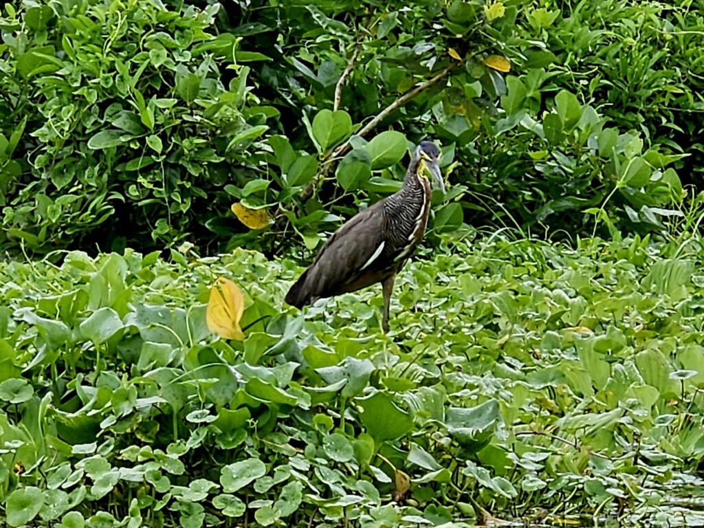 Obserwacja ptaków wodnych na Wyspie Ometepe.