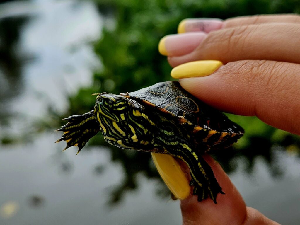 Obserwacja przyrody na Wyspie Ometepe.
