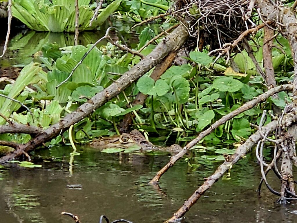 Obserwacja kajmanów na Wyspie Ometepe.