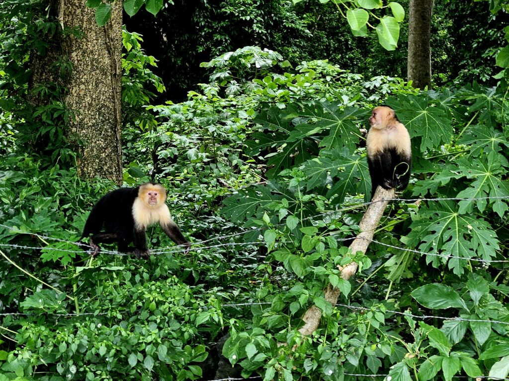Dzikie małpki kapucynki na Wyspie Ometepe.